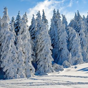 wintry-2993370_1920 wintry-2993370_1920